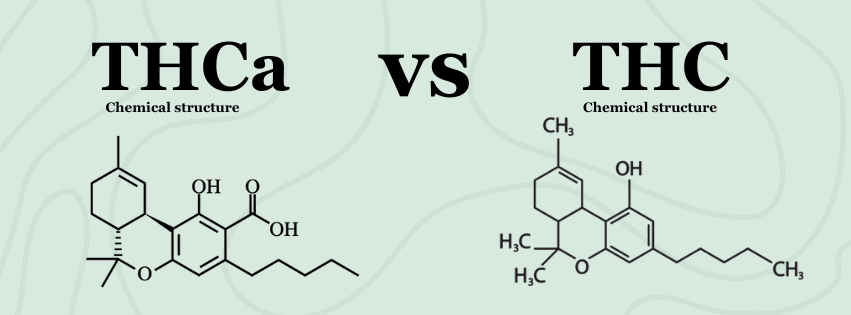 THCA Vs THC