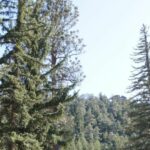 MC Nutraceuticals Takes On Noco Hemp Expo