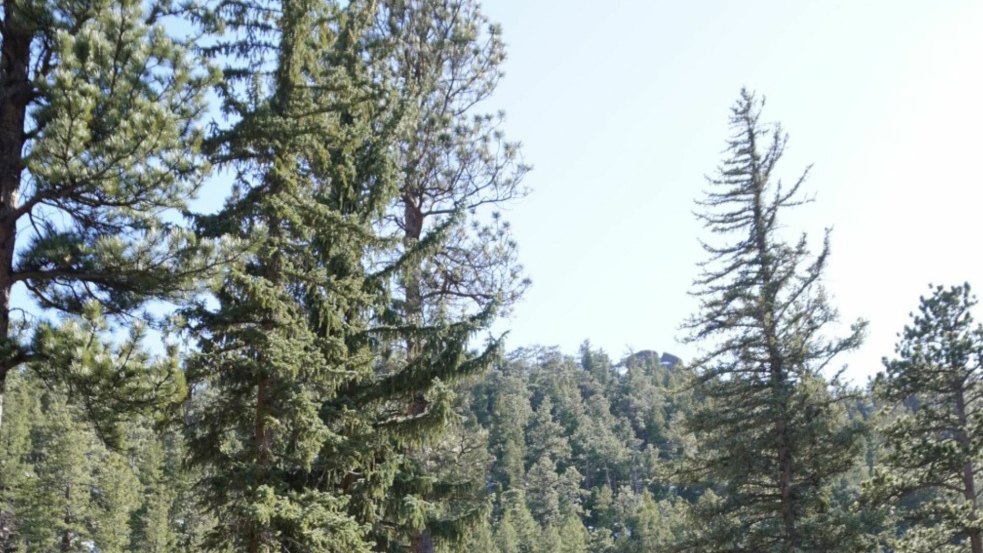 trees in estes park