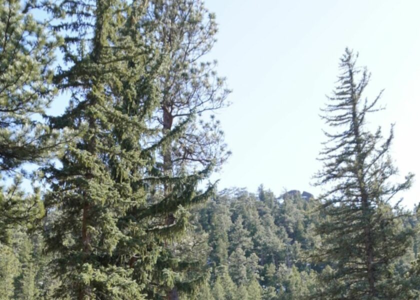 trees in estes park