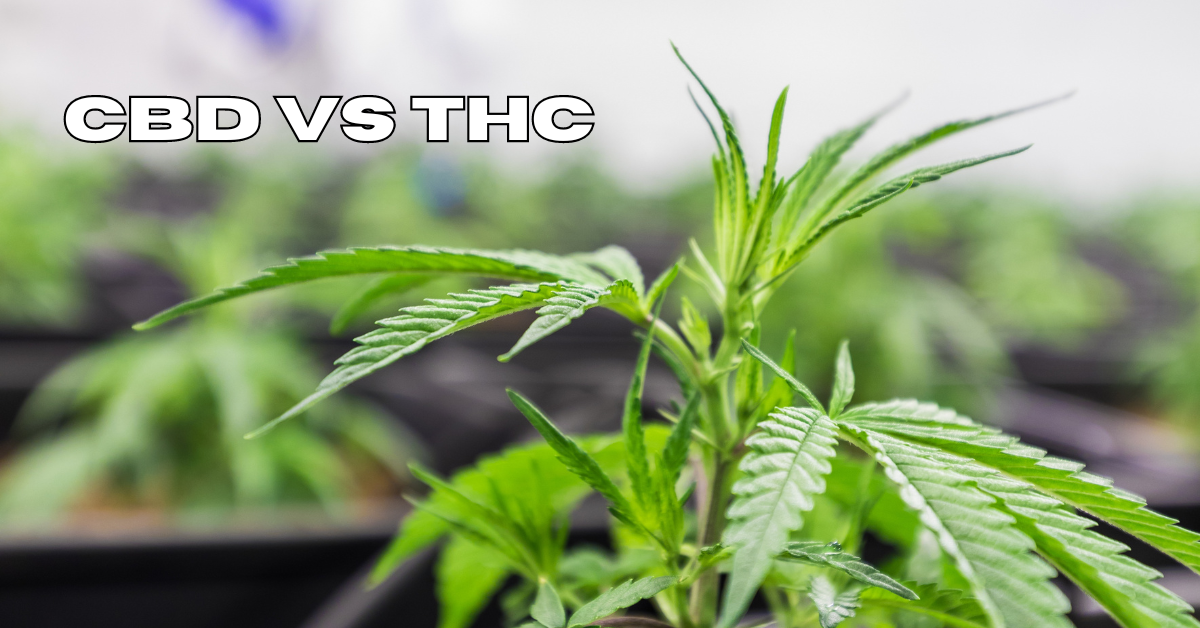 CBD VS THC