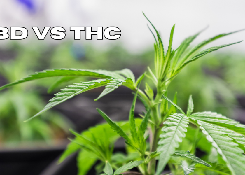 CBD VS THC