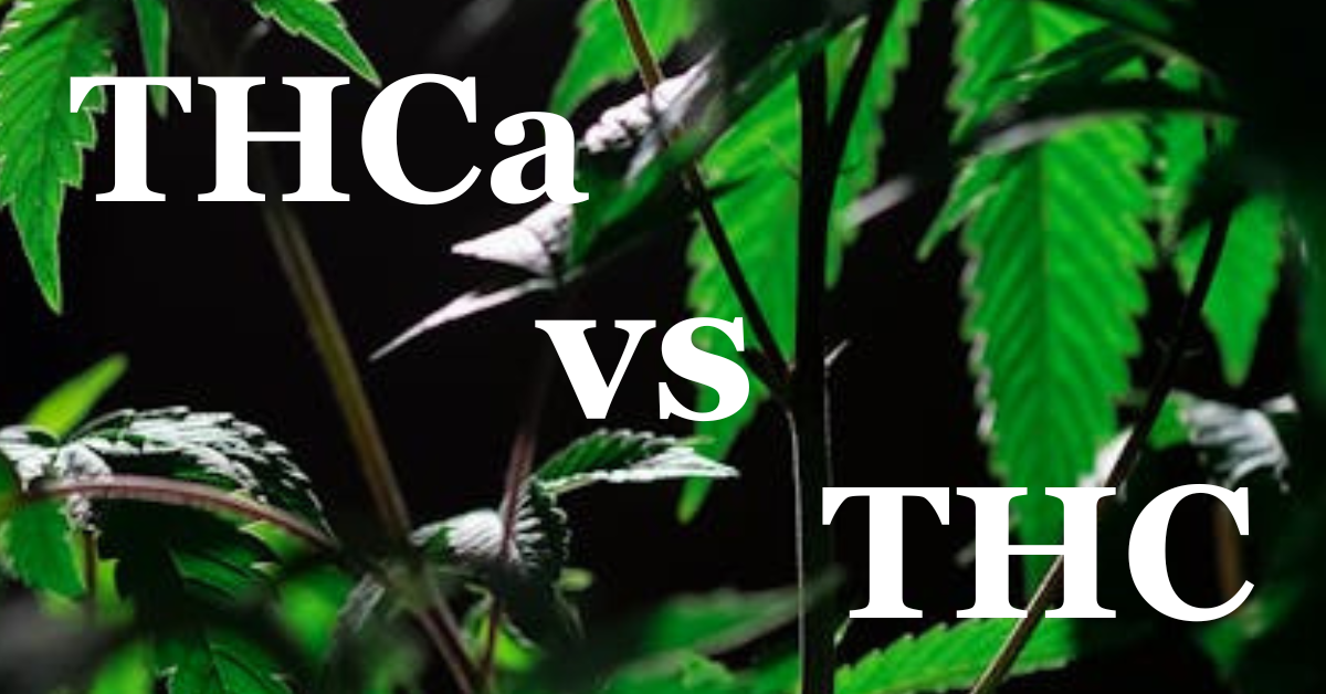 thc vs thca