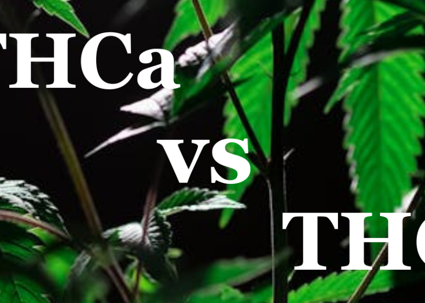 thc vs thca