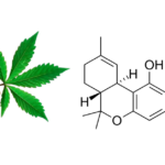 THCV (Tetrahydrocannabivarin): Everything You Need to Know