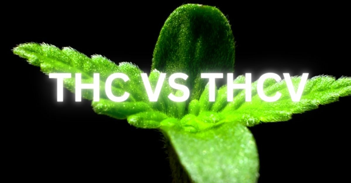 THC VS THCV