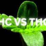 THCv vs. THC: Differences, Similarities, Uses, Benefits, and More