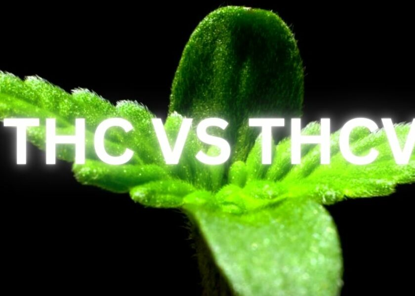 THC VS THCV