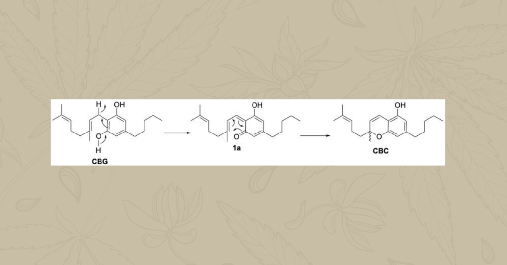 Mechanism of synthesis biogenetic oxidation of CBG to CBC