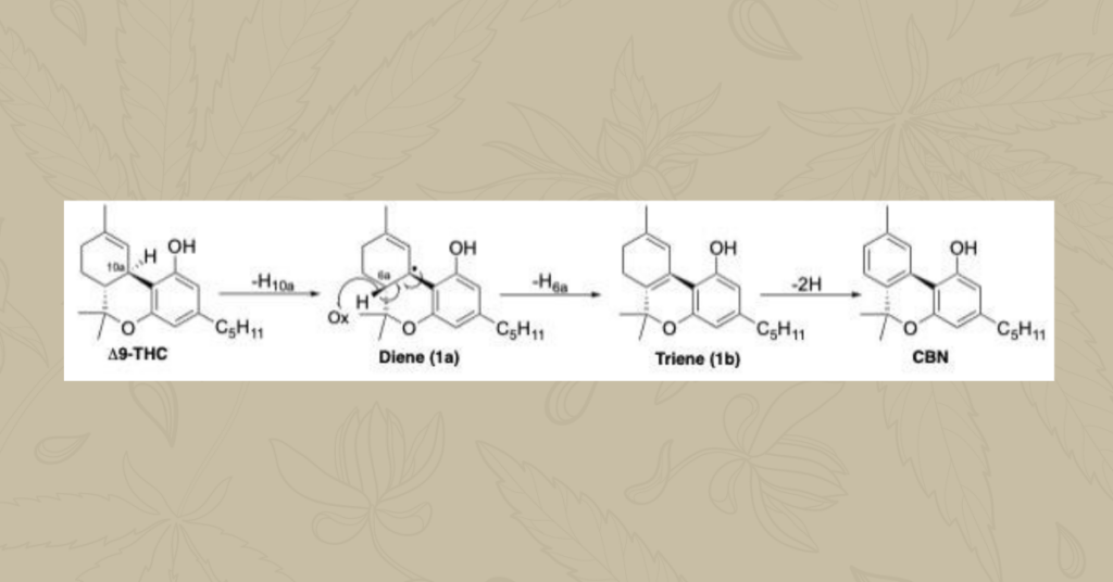Possible mechanism of oxidative aromatization of Δ9-THC to obtain CBN6