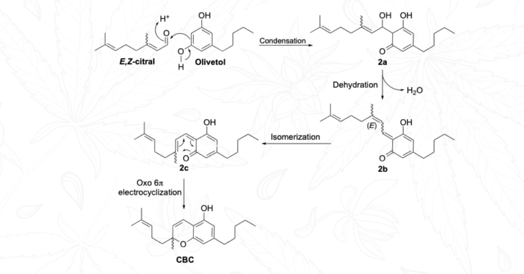 Mechanistic hypotheses for the formation of CBC