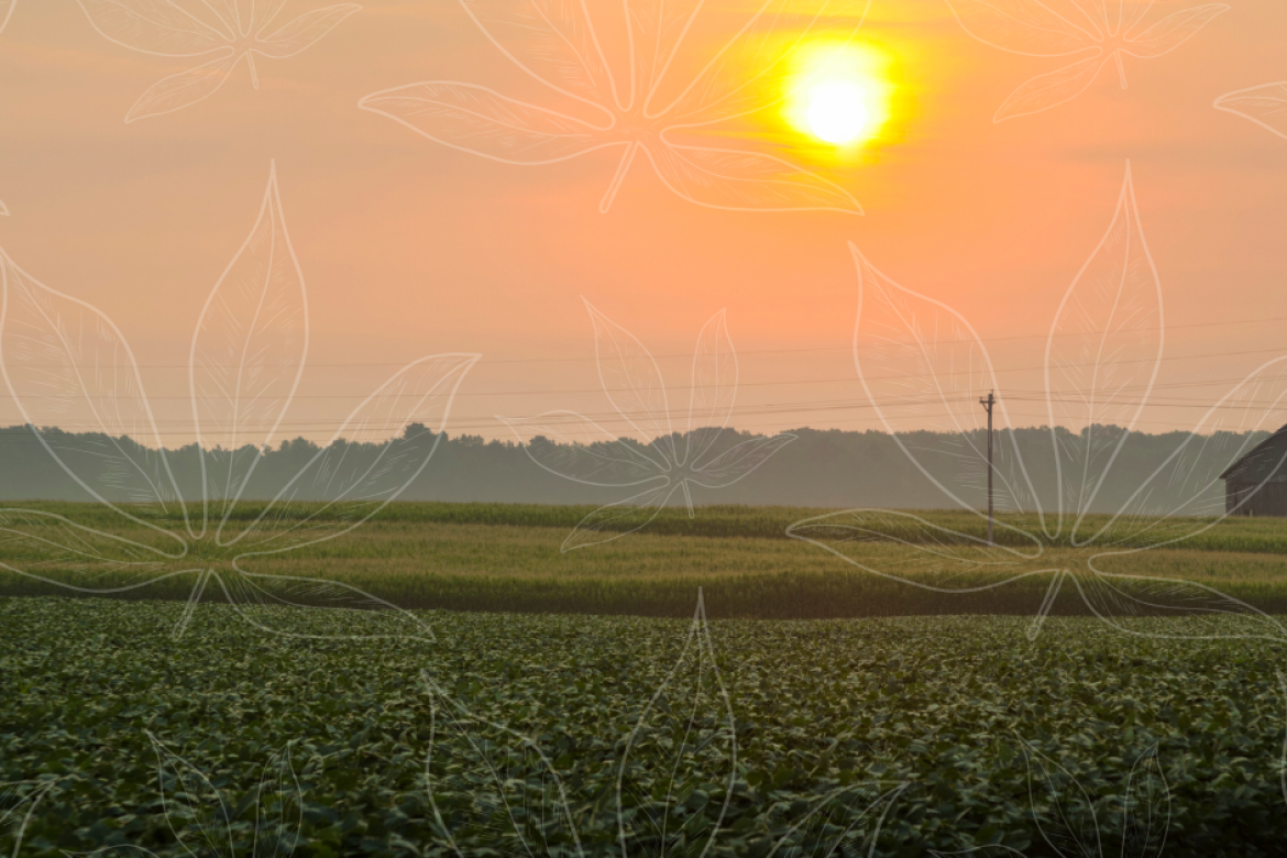 Ohio hemp cover photo