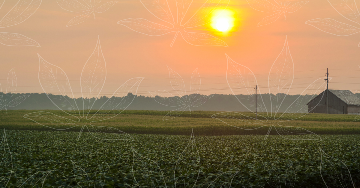 Ohio hemp cover photo