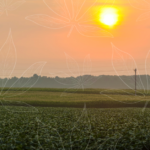 Senator Huffman Seeks to Kill Ohio’s Thriving Hemp Industry