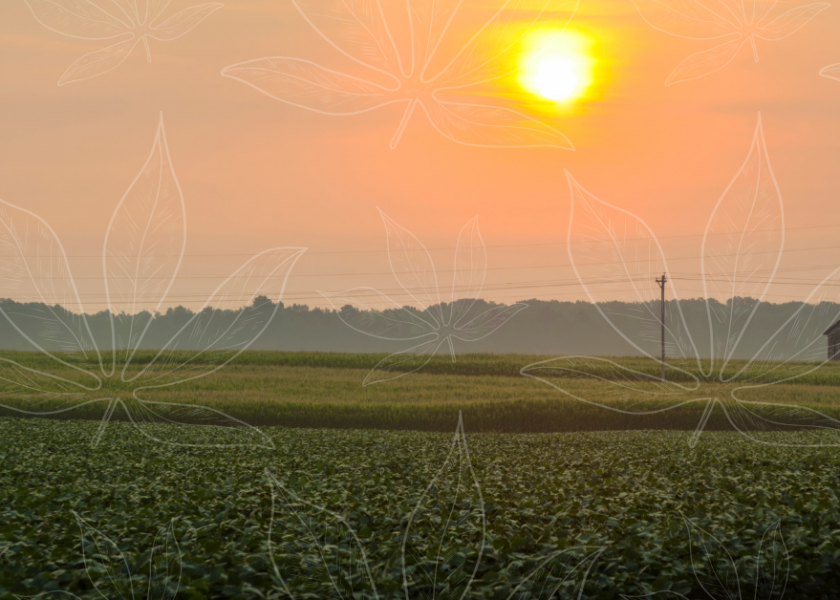 Ohio hemp cover photo